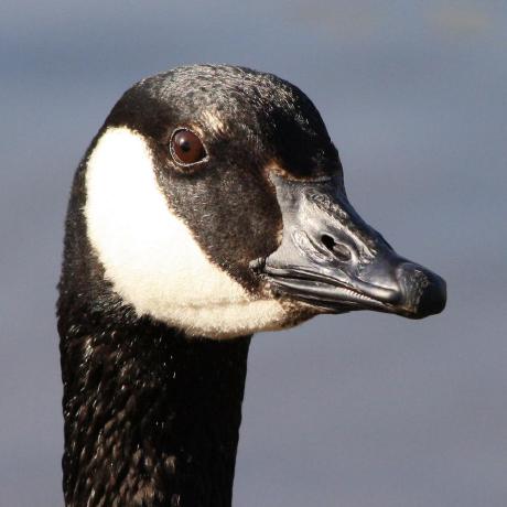 @CanadaHonk